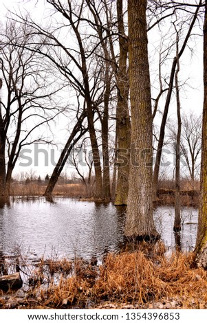 Greenbelt Nature Preserve on a cold spring morning at the end of March.  Waters flood the bases of the massive Oak Trees toward the center of the park in North Chicago Illinois. 