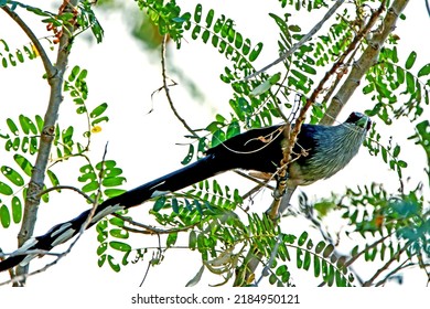 The Green-billed Malkoha on a branch