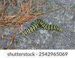 green-black caterpillar Papilio polyxenes: The Black Swallowtail