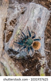 Greenbottle Blue Tarantula In Nature