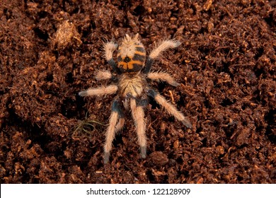 Greenbottle Blue Tarantula On Soil