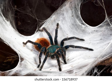 Greenbottle Blue Tarantula Sitting On Web Decorations At The Center Of The Web.