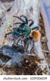 Greenbottle Blue Tarantula Spider