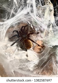 Greenbottle Blue Tarantula In Web Burrow