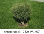 Greenbush plant on landscaped lawn in public park in sunny day. Green bush on courtyard, in city urban area. Landscaping of small town in summer time. Decorating street with natural plants.