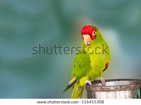 show me a redhead mexican parrot No popups seductive sex videos