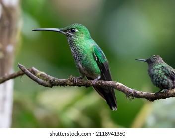 Green-crowned Brilliant and Green Thorntail at Milpe Cloudforest Preserve in Ecuador - Shutterstock ID 2118941360