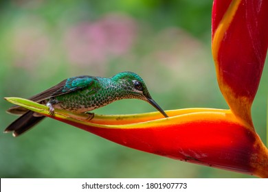 A green-crowned brilliant hummingbird (Heliodoxa jacula) perched on a heliconia flower drinking nectar in the rainforest in Costa Rica.