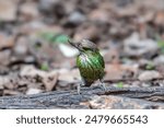 Green-eared Barbet It has a green body similar to a leaf. The head has brown stripes. And there are greenish-yellow spots on the sides of the ears. Big, thick, gray mouth.