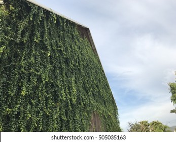Greenery