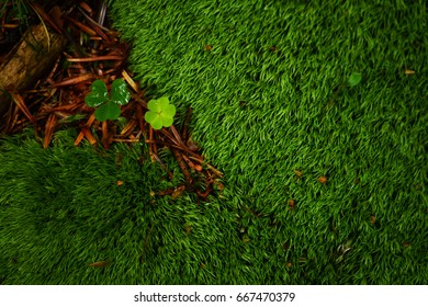 Greenery 