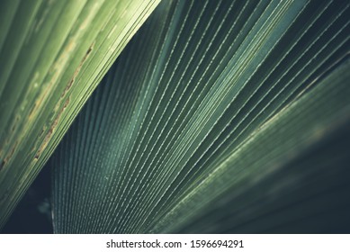 Greenery background, green color of nature plant and leaf environment greenery concept - Shutterstock ID 1596694291