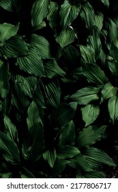 Greenery background of leafs in dark forest.  - Shutterstock ID 2177806717