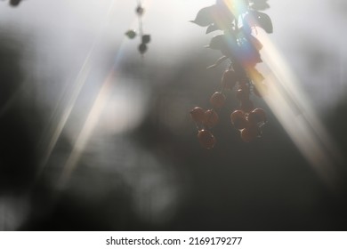 Greenery With Berries In Morning Sunlight With Cross Star Optical Filter Featuring Blur, Color And Bokeh