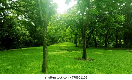 Greenery Forest Bangkok Stock Photo 778801108 | Shutterstock