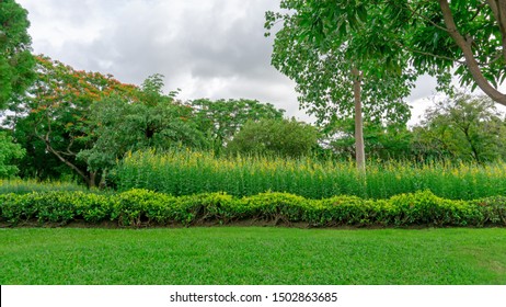 Greenery garden with bush and shrub, decorated with flowering plant blooming on green grass lawn, trees on background under clouds blue sky, in a good care landscapes of public park