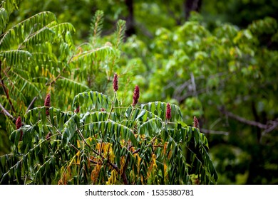 Greenery From Kawartha Highlands Provincial Park