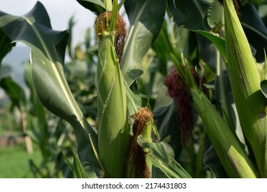 Greenery Landscape View Of Corm  Farmland At Kathmandu, Nepal.