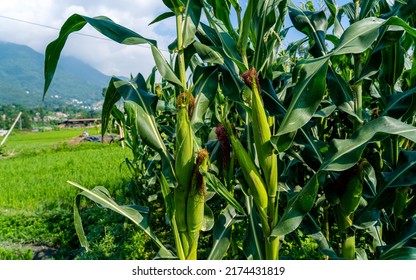 Greenery Landscape View Of Corm  Farmland At Kathmandu, Nepal.