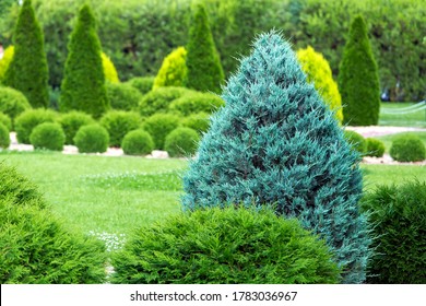 greenery landscaping of a backyard garden with evergreen thuja in a summer park with decorative landscape design close up details, nobody.