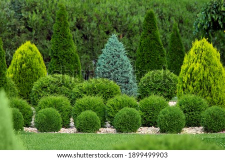 greenery landscaping of a backyard garden with evergreen thuja and cypress in a greenery park with decorative landscape trees and bushes, nobody. Stock photo © 