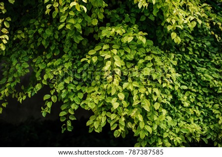 Similar – Kleine grüne Blätter in Hecke Wand Textur Hintergrund. Closeup grüne Hecke Pflanze im Garten. Eco immergrüne Hecke Wand. Natürliche Kulisse. Schönheit in der Natur. Grüne Blätter mit natürlichen Muster Tapete.