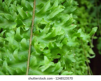 7 Fluffy ruffle fern Images, Stock Photos & Vectors | Shutterstock