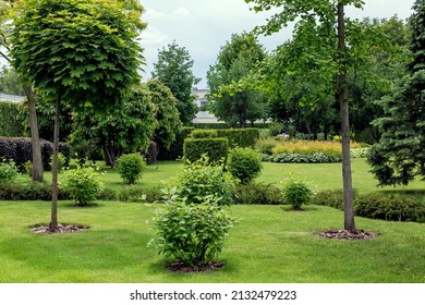 Greenery Plants In Landscaped Park With Trees And Bushes With Mulch On A Lawn With Green Turf Grass On A Sunny Day Of Great Weather, Backyard Space Nobody.