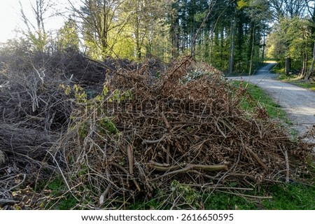Greenery and pruning in spring