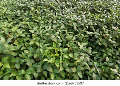 Greenery Of Soybean Crop Background 