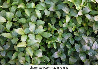 Greenery Of Soybean Crop Background 