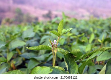 Greenery Of Soybean Crop Background 