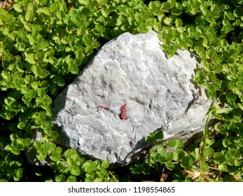 greenery surrounded stone
