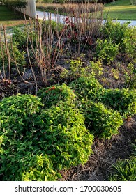 Greenery In Tampa, Florida Neighborhood