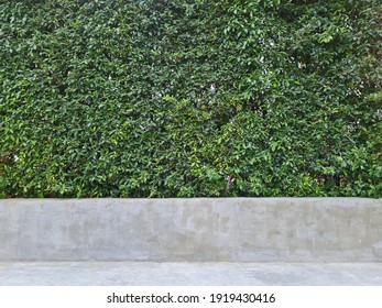 Greenery wall on the cement seat. The tree wall uses to decorate the garden. The plant background is on top of plain cement. - Powered by Shutterstock