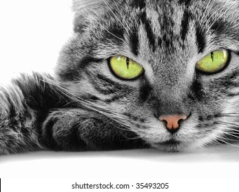 green-eyed cat