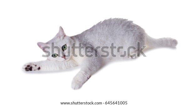 Greeneyed Cat Breed British Shorthaircolor Black Stock Photo Edit