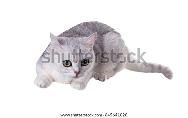 Greeneyed Cat Breed British Shorthaircolor Black Stock Photo Edit