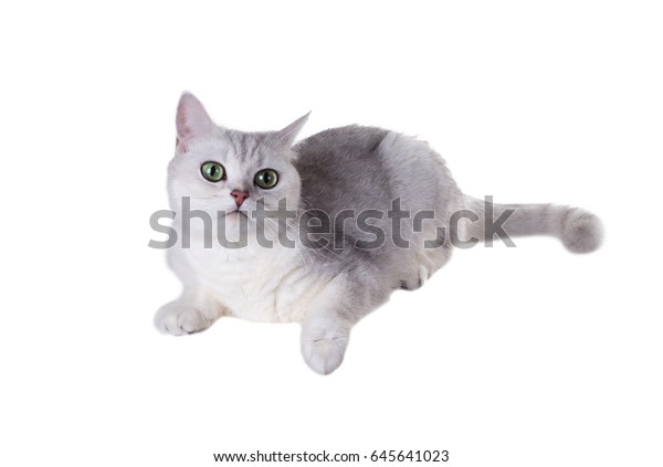 Greeneyed Cat Breed British Shorthaircolor Black Stock Photo Edit