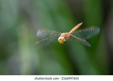 Green-eyed hawker or Norfolk hawker dragonfly (Aeshna isoceles) hovers above a pond in summer. Beautiful British dragonfly in flight.