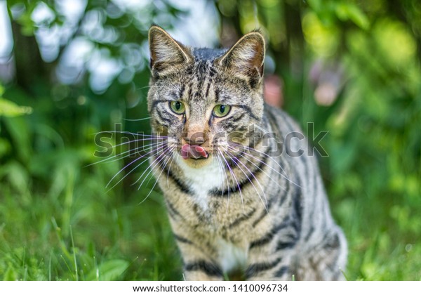 Greeneyed Playful Young Mackerel Tabby Cat Stock Photo (Edit Now ...