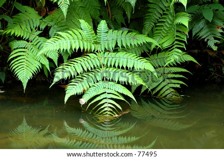 GreenFern