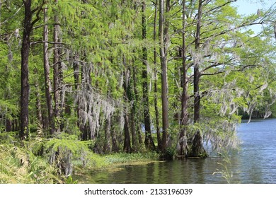 Greenfield Lake Wilmington NC Swamp