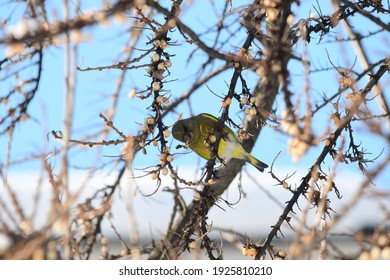 Greenfinch Bird In The Branches Of Sea Buckthorn