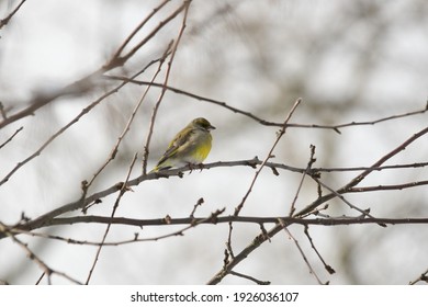 Greenfinch Bird In The Branches Of Sea Buckthorn