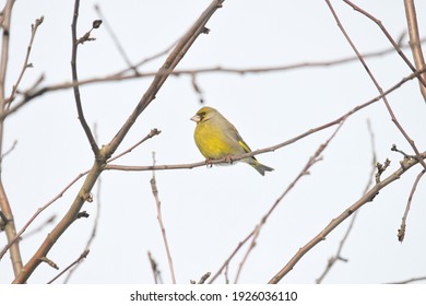 Greenfinch Bird In The Branches Of Sea Buckthorn