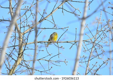 Greenfinch Bird In The Branches Of Sea Buckthorn