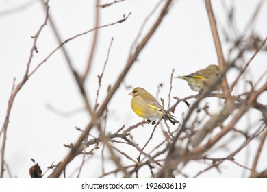 Greenfinch Bird In The Branches Of Sea Buckthorn