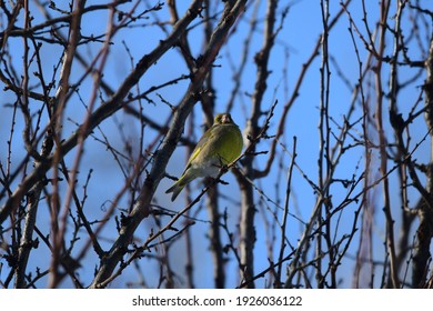 Greenfinch Bird In The Branches Of Sea Buckthorn