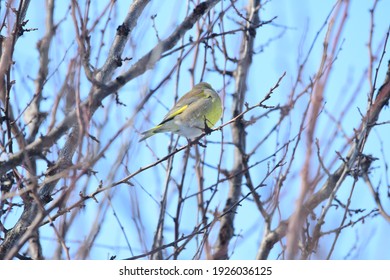 Greenfinch Bird In The Branches Of Sea Buckthorn